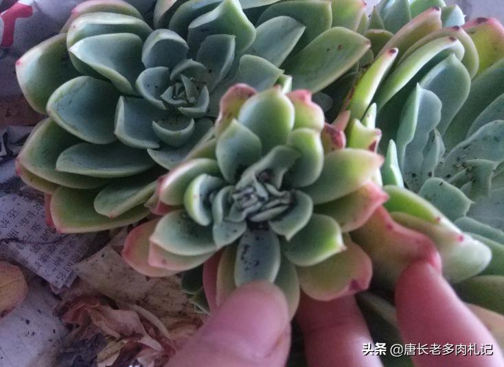 怎么灭多肉上白色的介壳虫,多肉蚧壳虫和蚜虫的区别