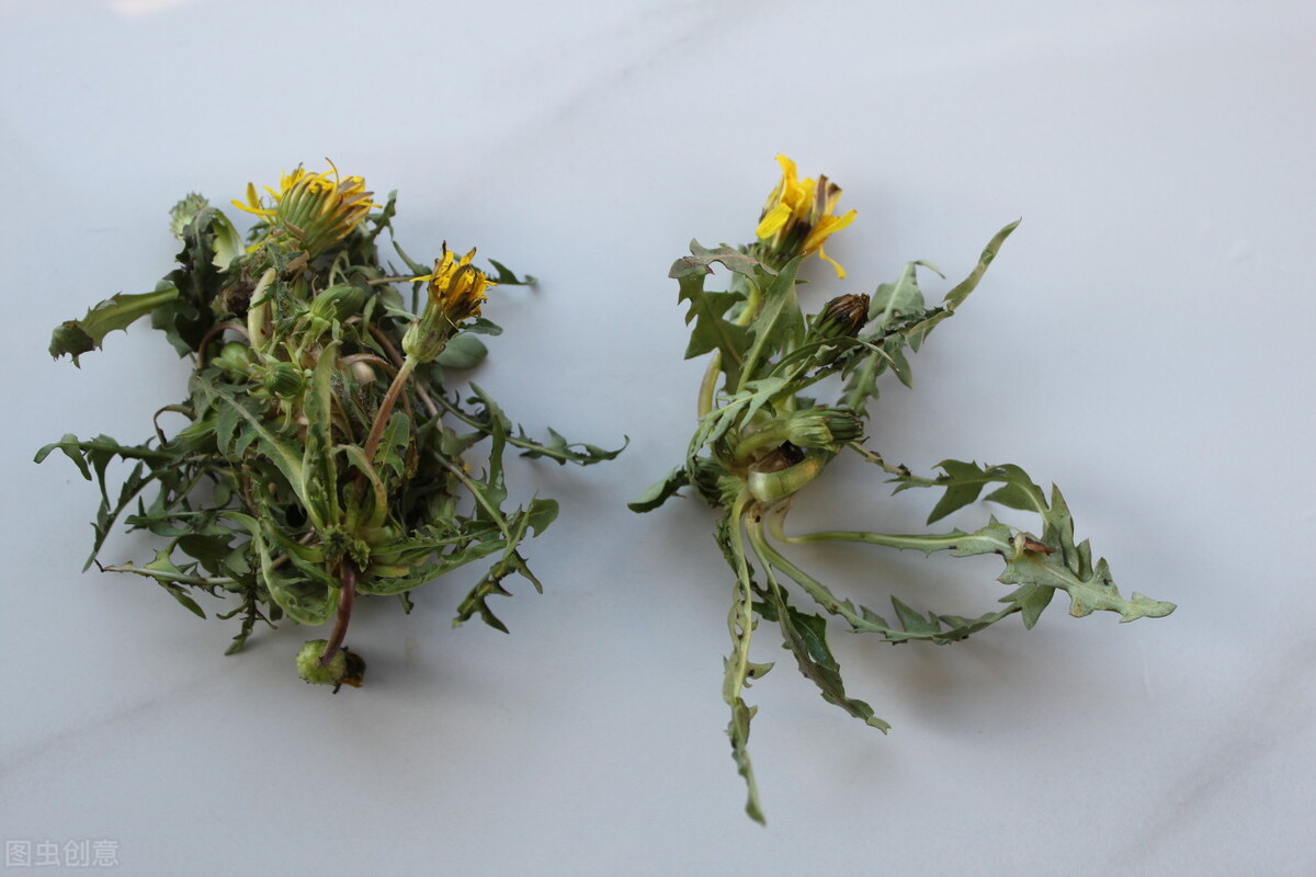 蒲公英适合什么季节晾晒,蒲公英啥时间采挖效果最好