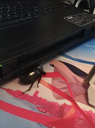 “人生能几何，毕竟归无形”——铁甲战士独角仙