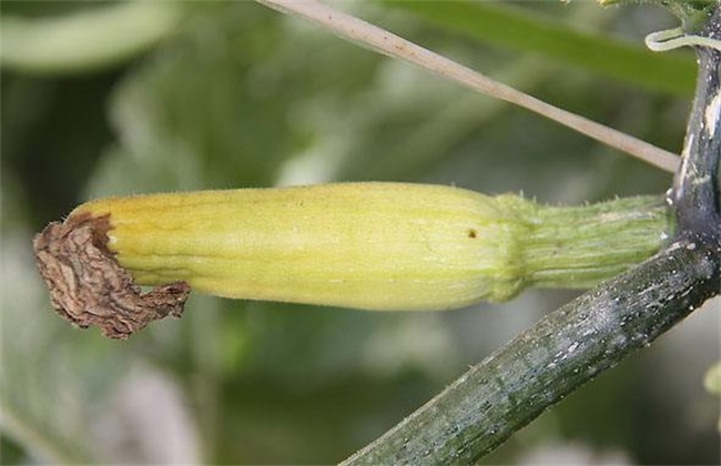 西葫芦结果就腐烂啥原因,西葫芦化瓜的原因及防治