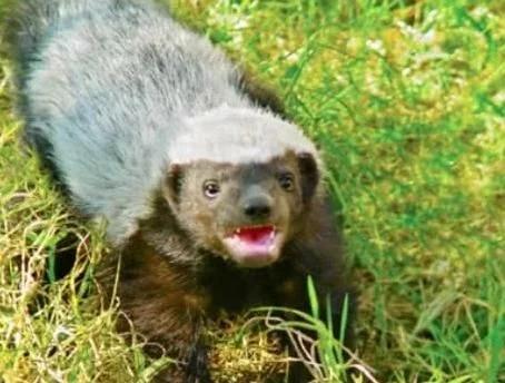 平头哥和鬣狗最惨大战,平头哥大战鬣狗真实视频