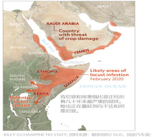 这次的蝗虫灾害为什么这么大,此次的蝗灾有多严重