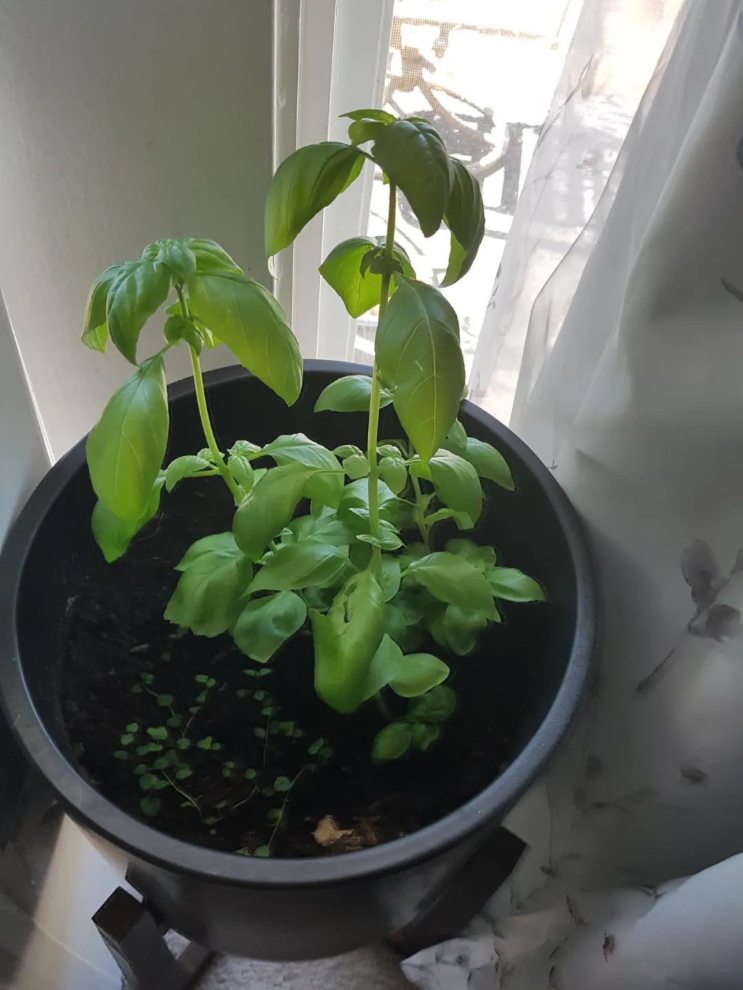 罗勒哪个品种用来做菜,罗勒调味品配方