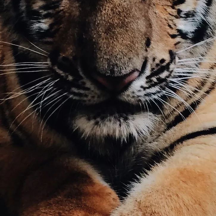 选择奶牛注意事项,提高奶牛舒适度的管理技巧