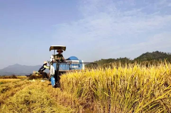 1亩地收入多少钱,1亩地怎么赚钱