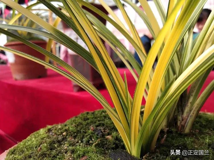 为什么兰花被称为国兰,为什么兰花又叫国兰