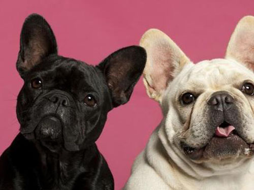 英牛掉毛严重用什么药,英牛皮肤病掉毛