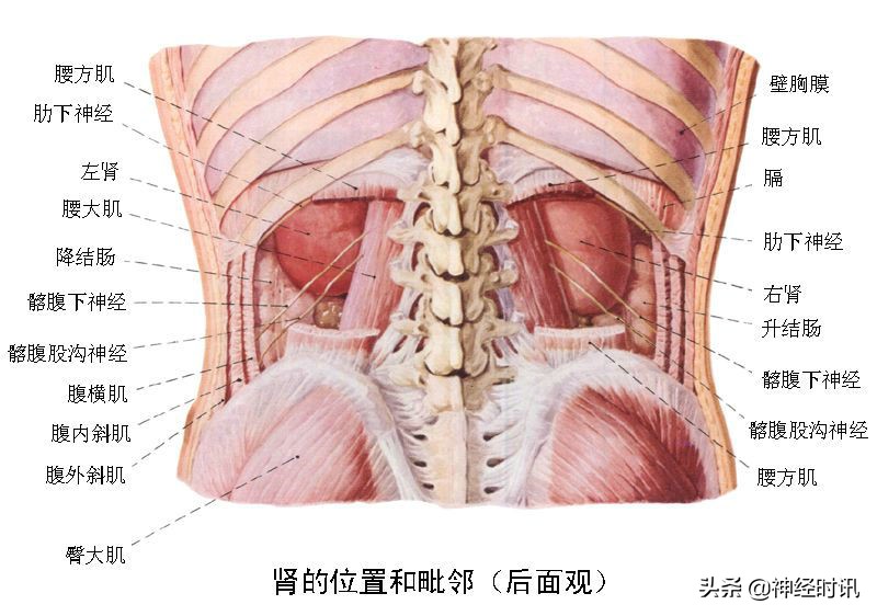 肾脏输尿管膀胱前列腺结构,肾输尿管膀胱解剖示意图