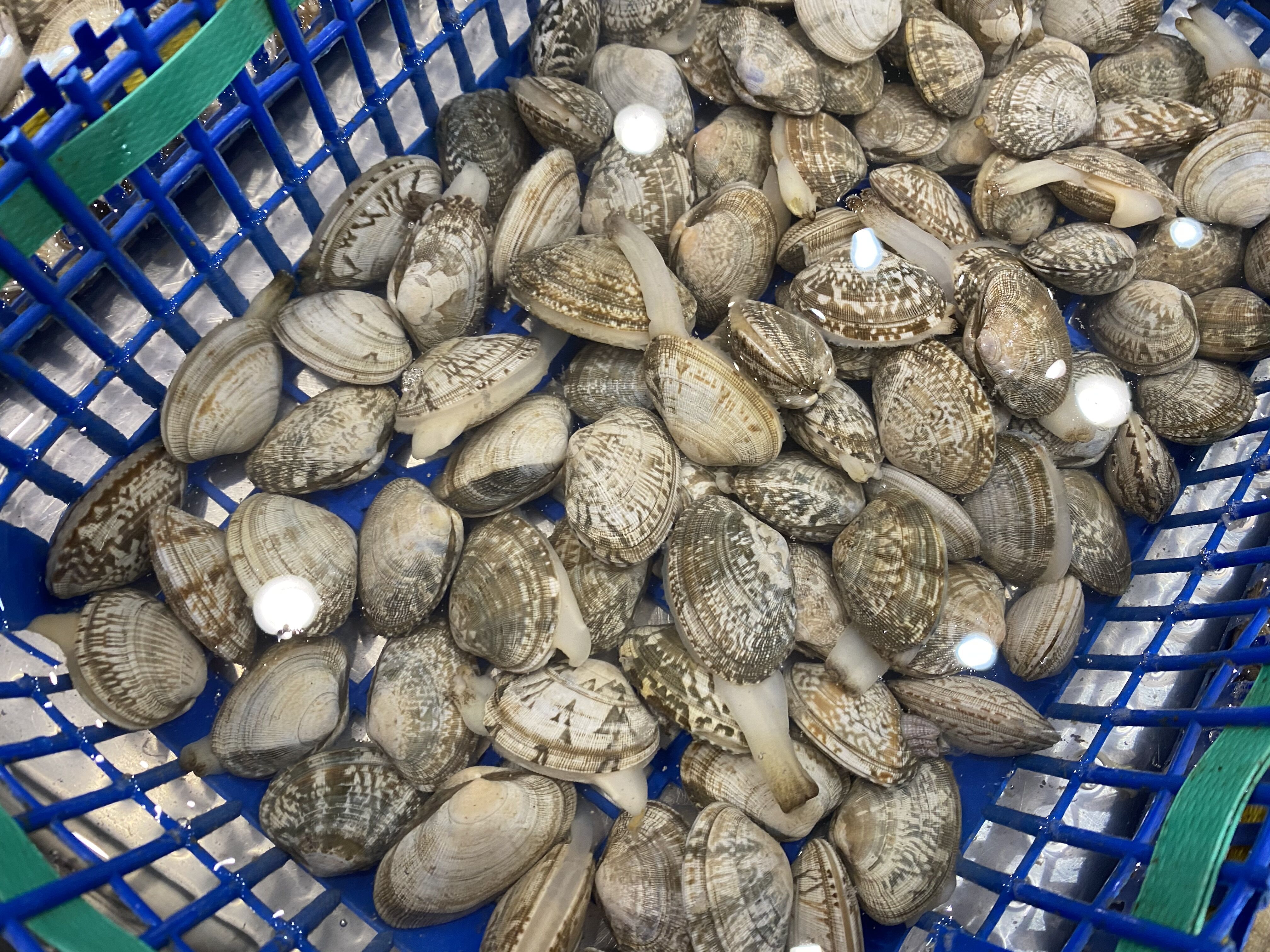 洗花蛤用什么方法,洗花蛤妙招用酒洗