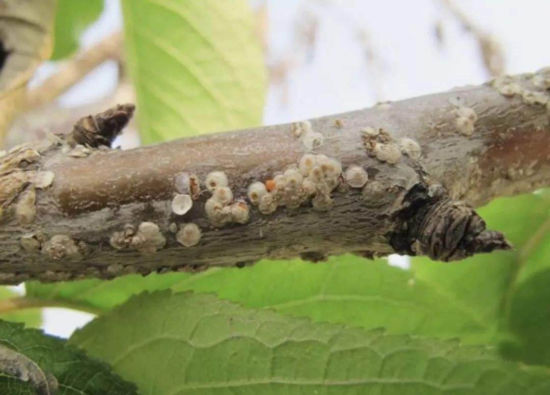 防治苹果绵蚜兼治黄蚜的高效药剂,苹果棉蚜与苹果黄蚜