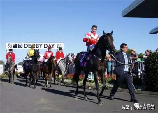 莱德马业集团马匹繁育有限公司,新西兰动物遗传育种企业