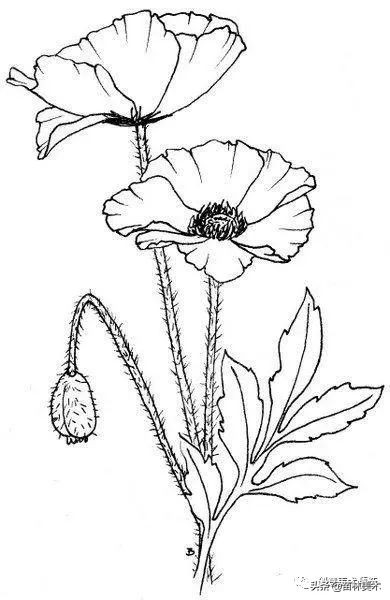 工笔花卉线稿和色稿,花卉白描线稿