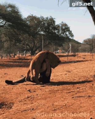 放弃百万年薪，去非洲撸猫？长腿版小李子引63w人舔屏：看我看我