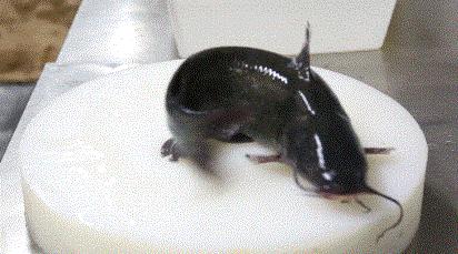 一条鱼卖出12000000份！这家人气鱼锅终于来合肥啦