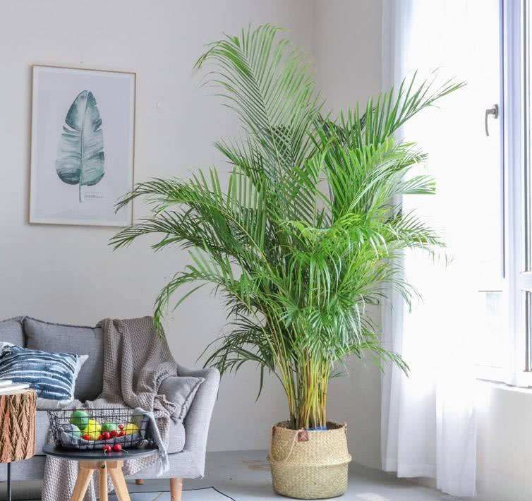 好养易活的室内小盆栽,十种养不死的室内小盆栽