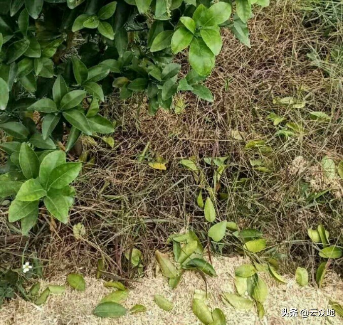 春天种的柑橘长的梢为什么会落叶,柑橘春季落叶怎么回事