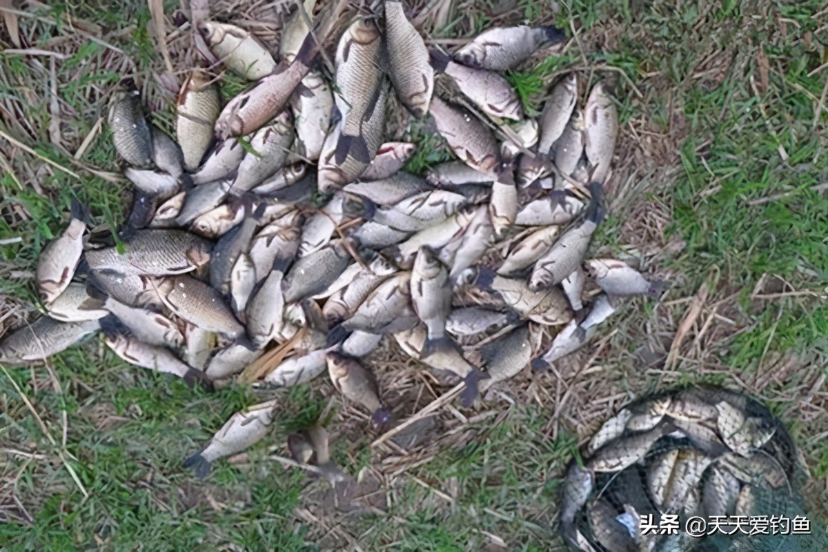 野钓老是顶漂不中鱼怎么办,野钓怎么避开过山鲫钓位