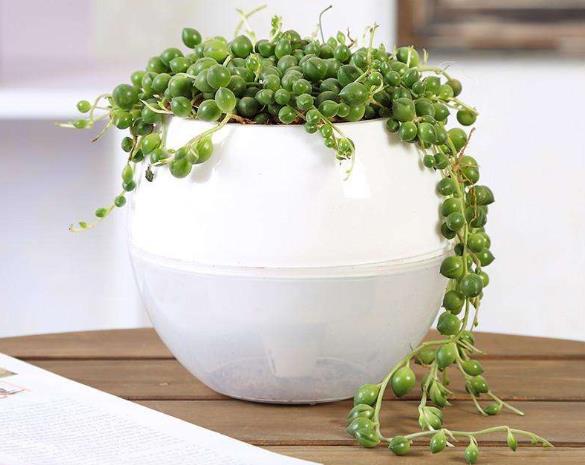 佛珠吊兰腐烂怎么补救,佛珠吊兰为什么会发黄