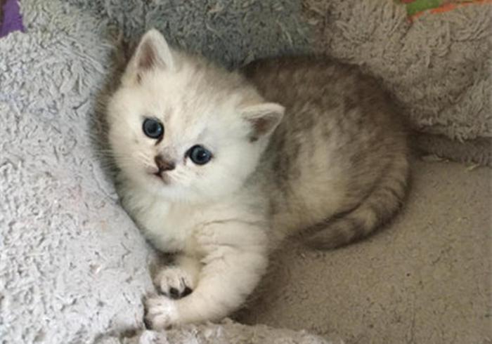 铲屎官要知道的猫咪知识,最适合新手铲屎官养的猫