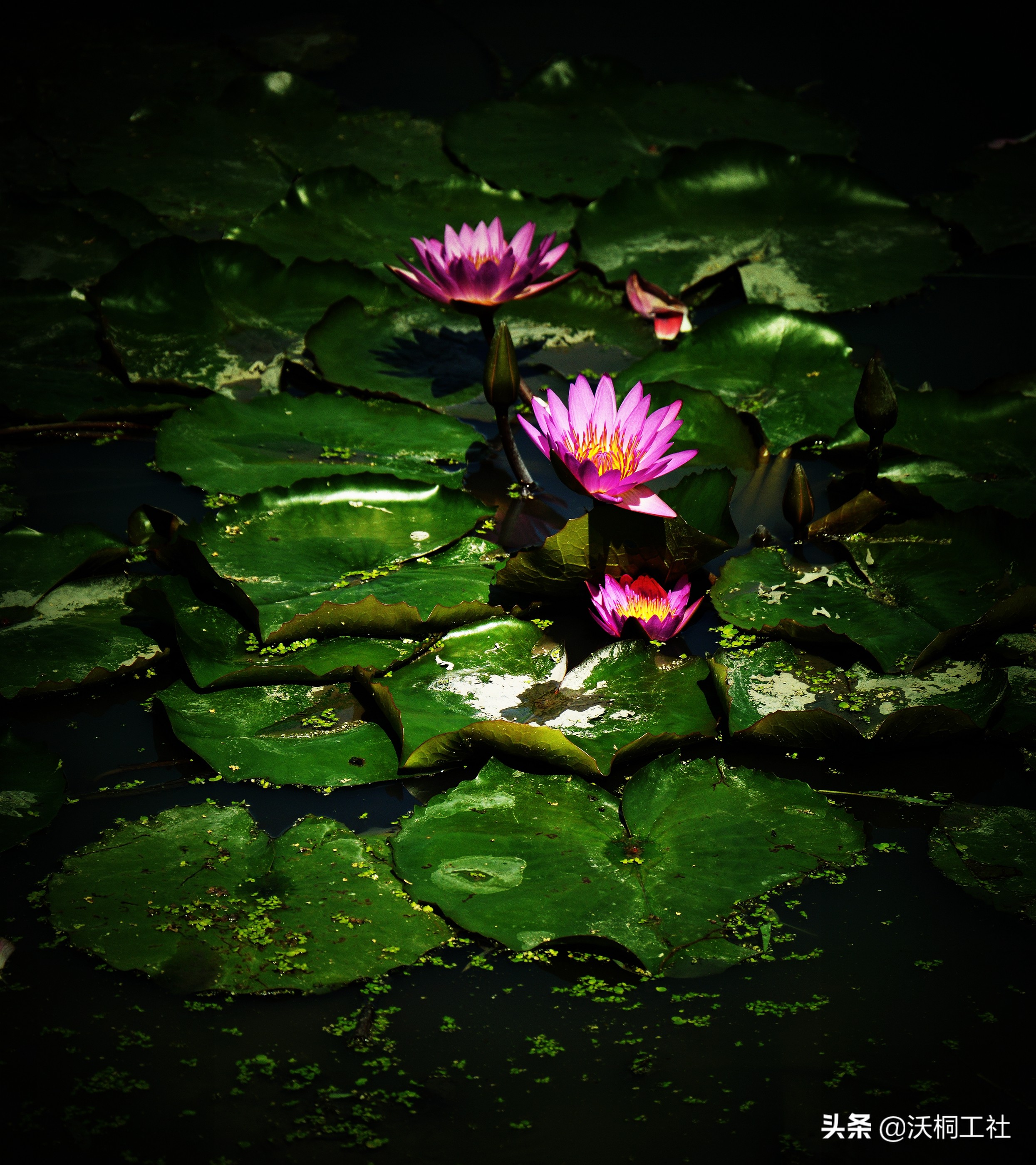 二十四节气花与诗感悟,二十四节气里的梅花诗句