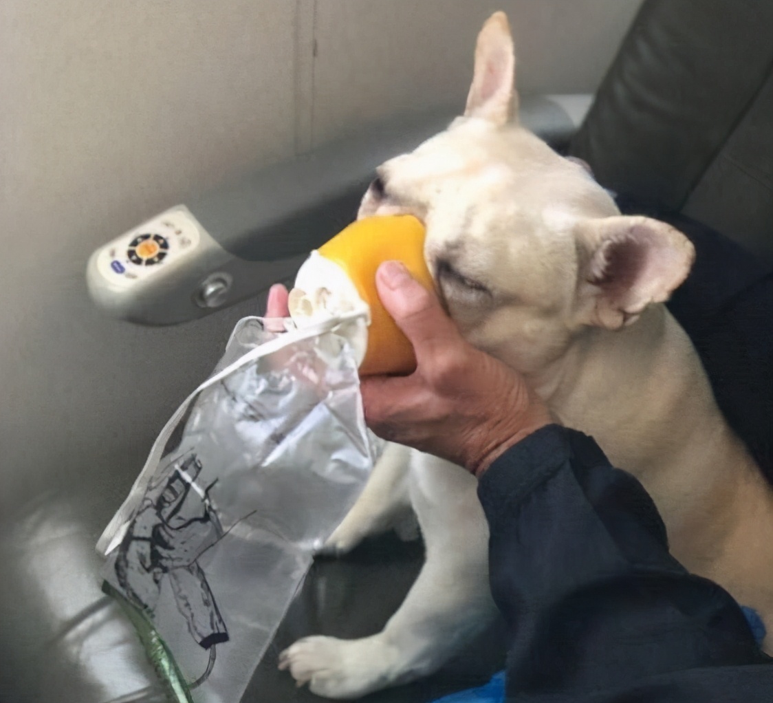 人类禁止*亲近**繁殖，为什么却让狗“回交”？甚至品种越纯越好？