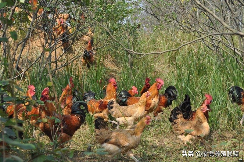 散养土鸡真的这么难吗,生态散养土鸡感谢大家的支持