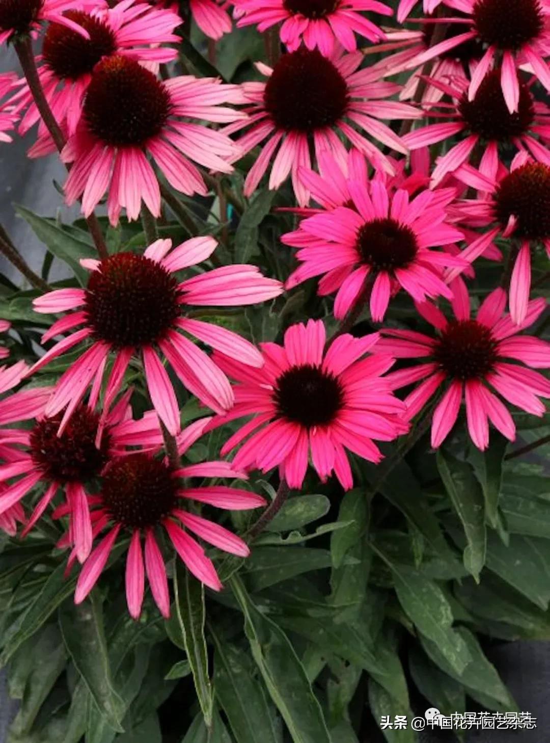 全球知名育种商网上推新品——TerraNova、ProvenWinners|环球