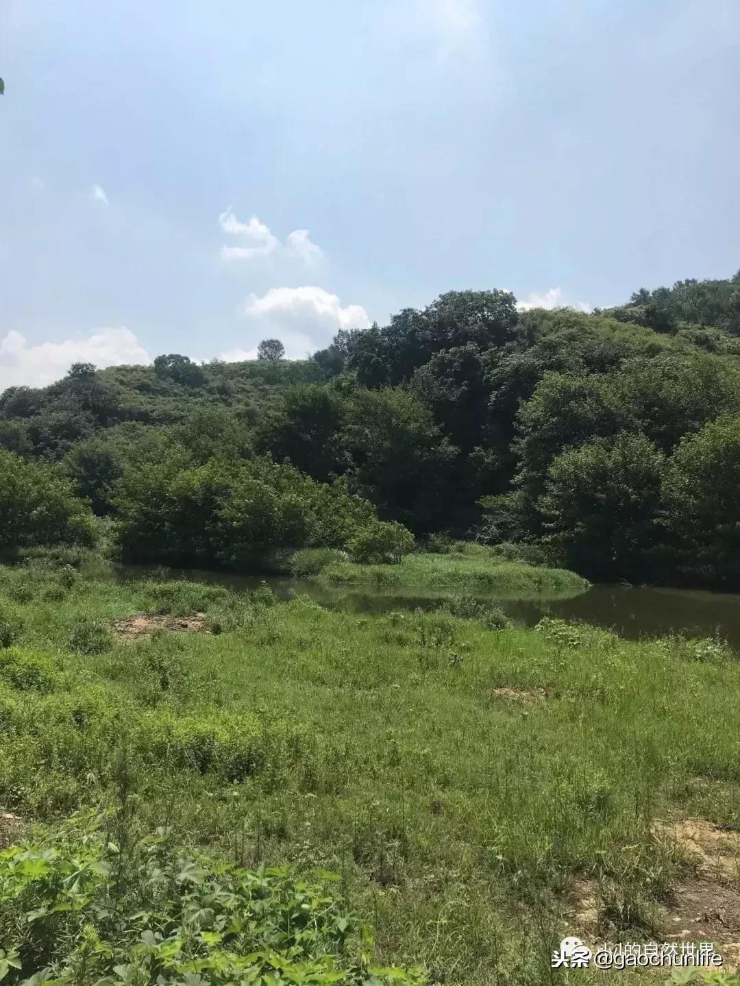 草龟难养,养草龟笔记