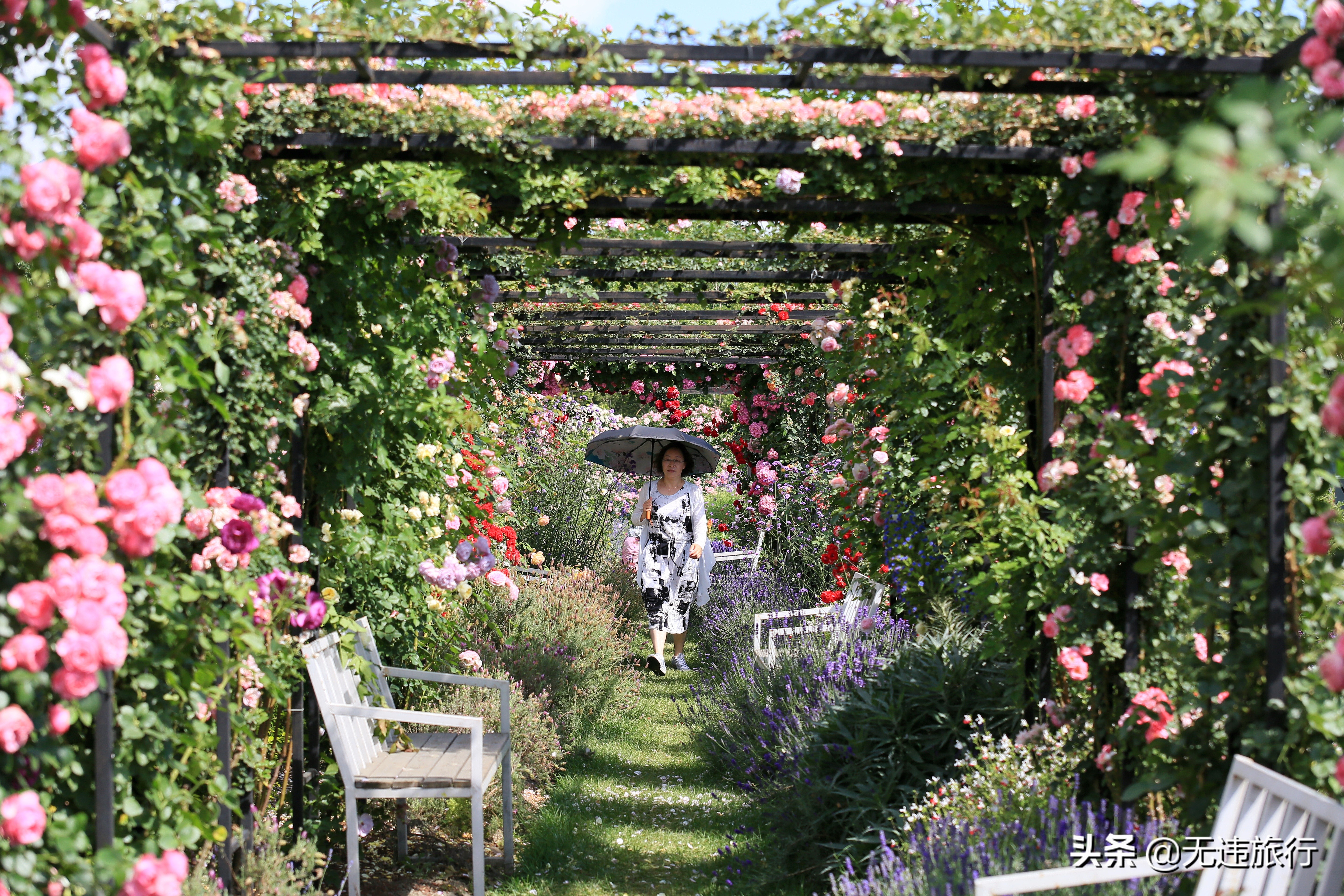 大理网红打卡地草场,大理网红打卡地猫米花园