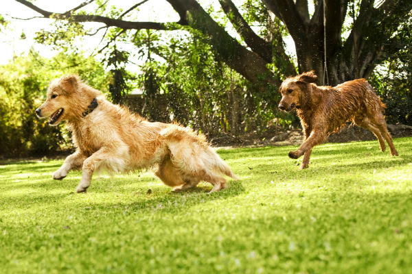 文明养犬是对狗狗最美的宠爱,文明养犬有宠物的世界还是更有爱