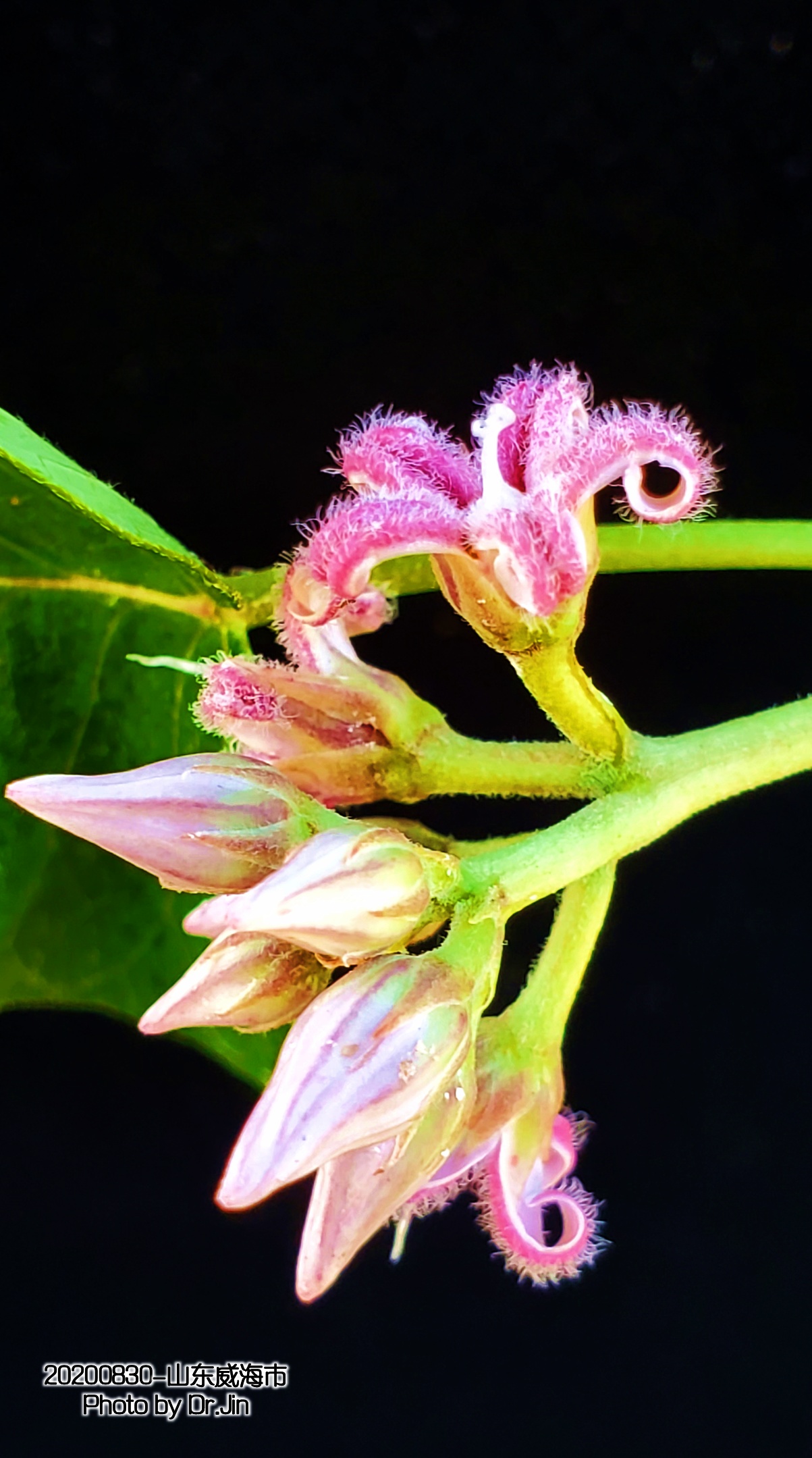 金行博览：补虚劳，益精气-萝藦