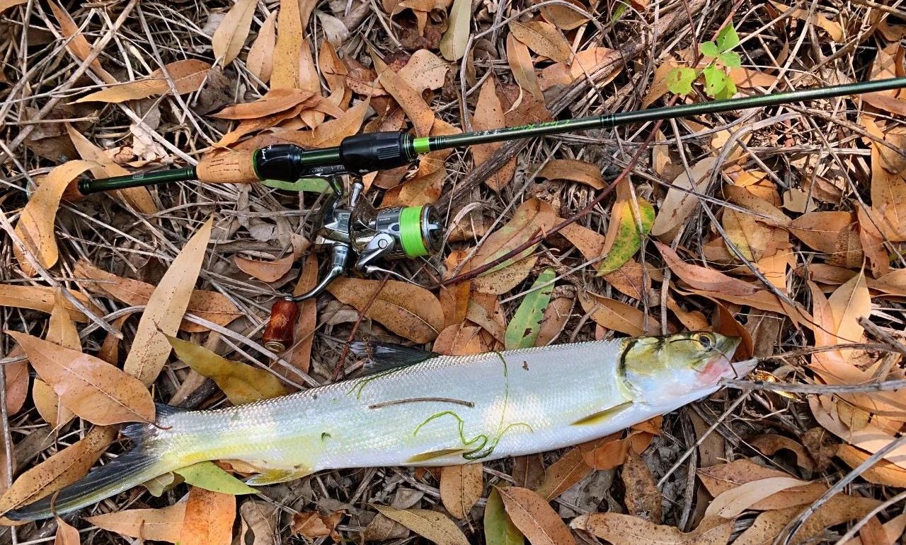 蓝鲫微物,微物蓝鲫用多重的铅头钩