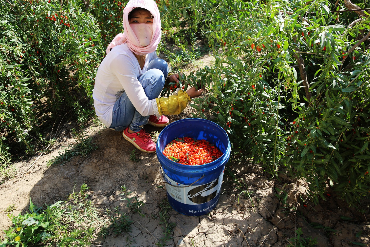 丰收快乐节,农民丰收节唱出丰收喜悦