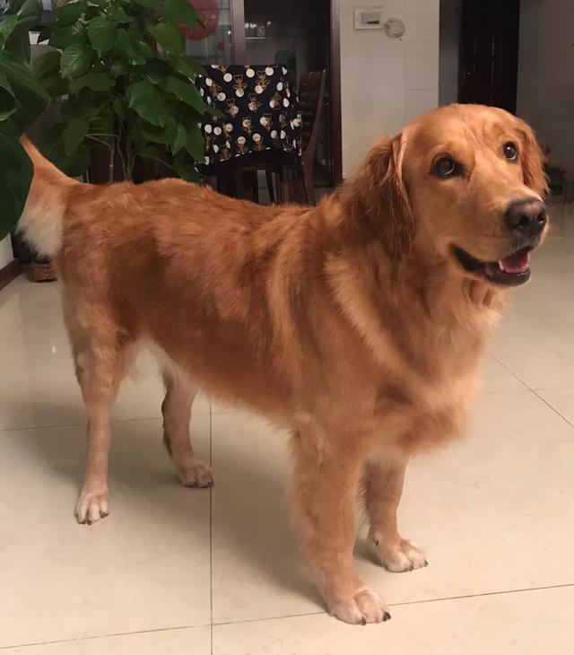 金毛犬怎么养视频教程,金毛犬最佳饲养方法