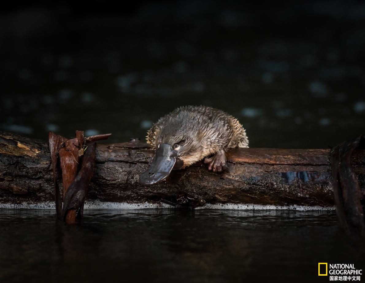 鸭嘴兽可能还存在吗,鸭嘴兽有毒为什么还要濒临灭绝