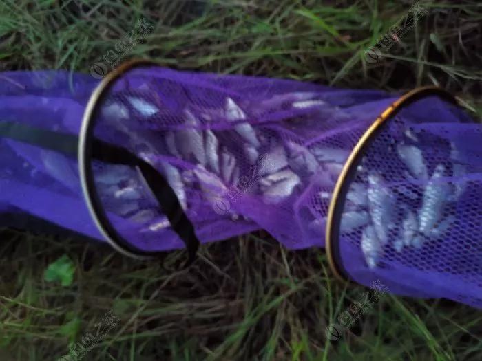 十年光威，百变鱼情