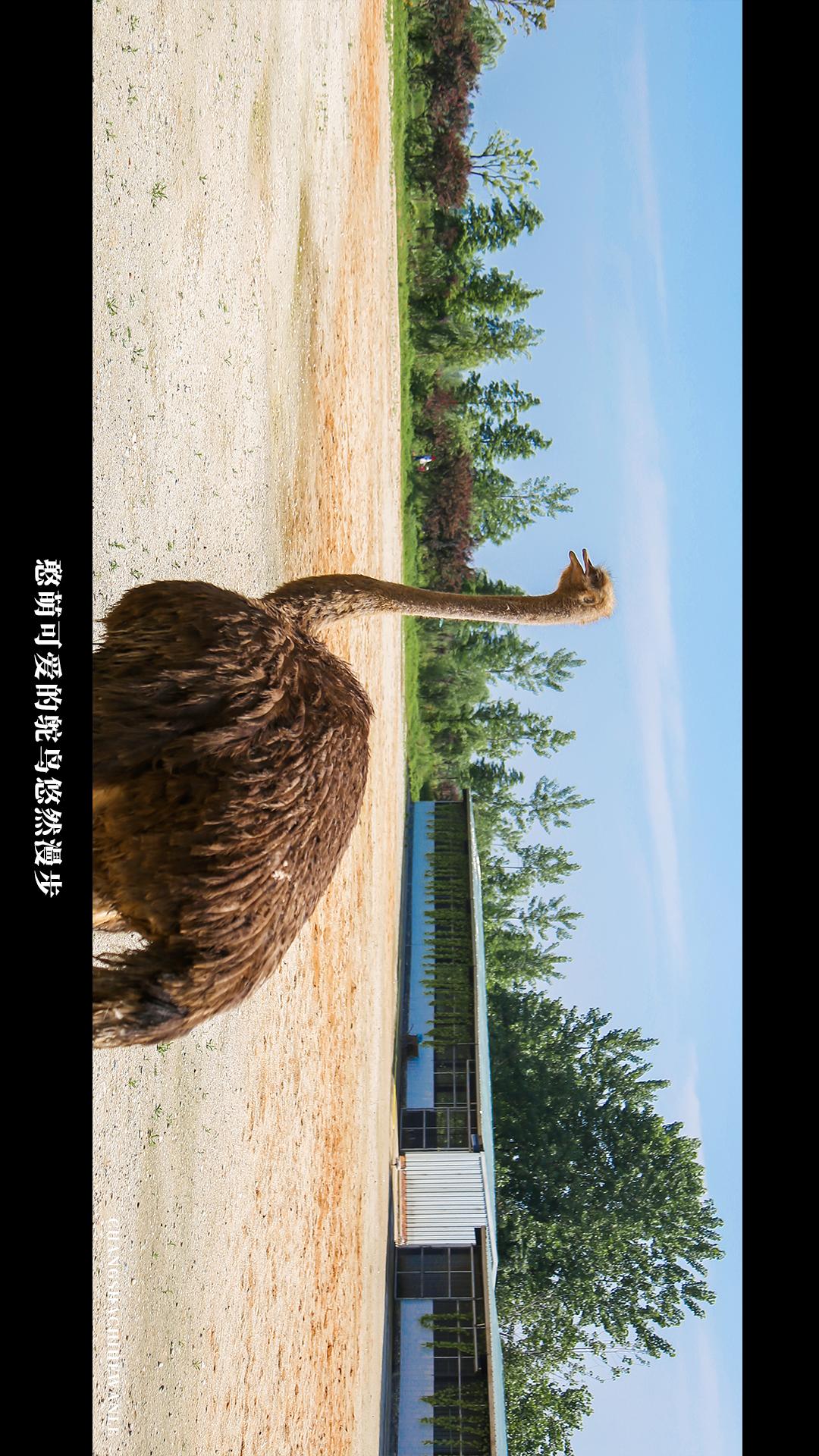 田园低空飞行,田园采摘之旅