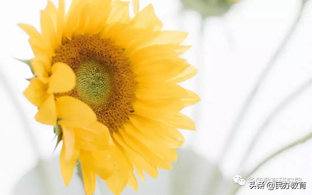 小学科目学习方法,小学生掌握正确的学习策略