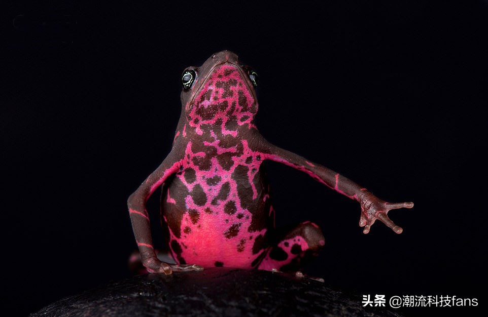 盘点那些美丽的动物,美丽且濒危的动物