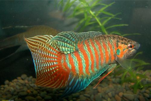 中国原产淡水观赏鱼,中国本土原生观赏鱼