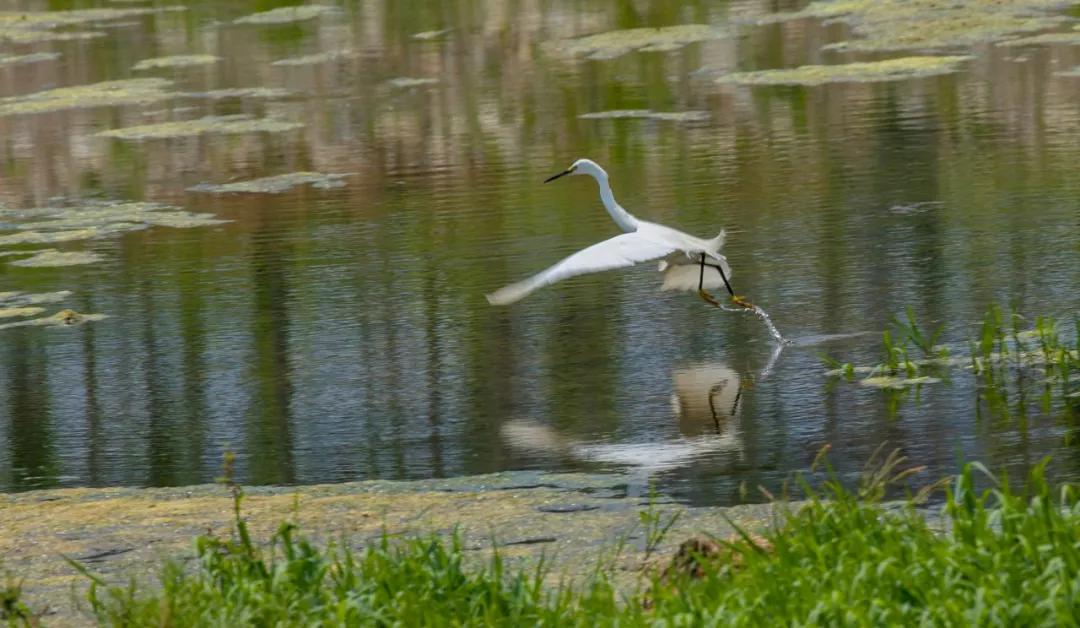 济南湿地公园值得去吗,济南湿地公园旅游攻略