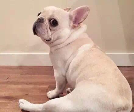 法国斗牛犬性格,法国斗牛犬的性格特征