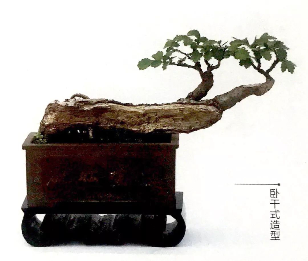100种盆景造型欣赏,园林盆景微型盆景