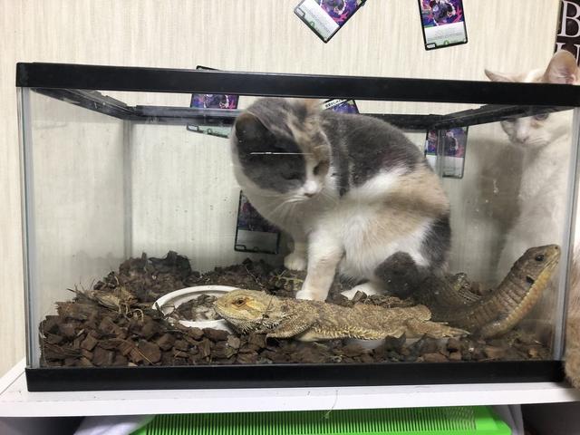 猫咪突袭抓人是什么原因,猫咪突袭抓人