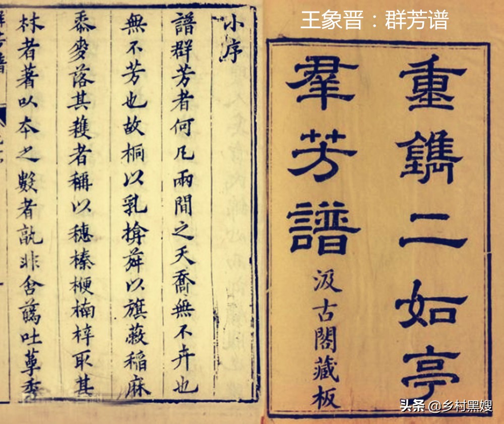 芋头来自哪里,芋头源头