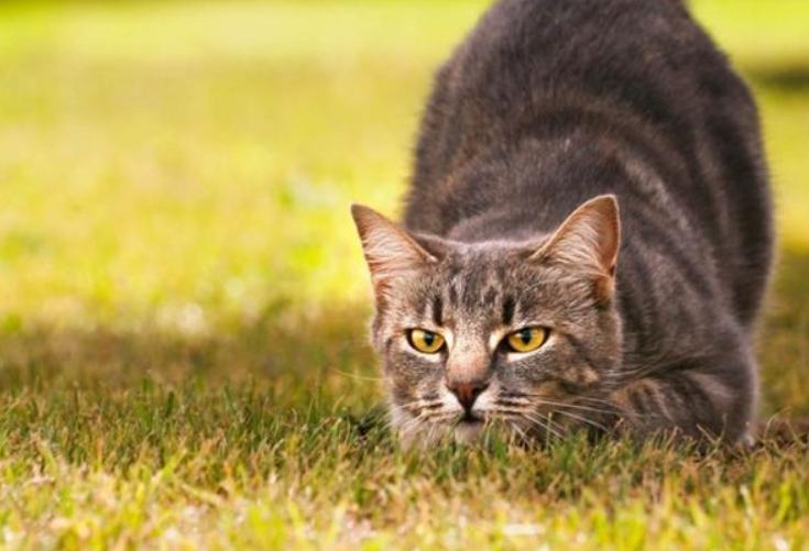 刚养猫怎么防止猫咪抓人,刚到家的小猫喜欢咬人