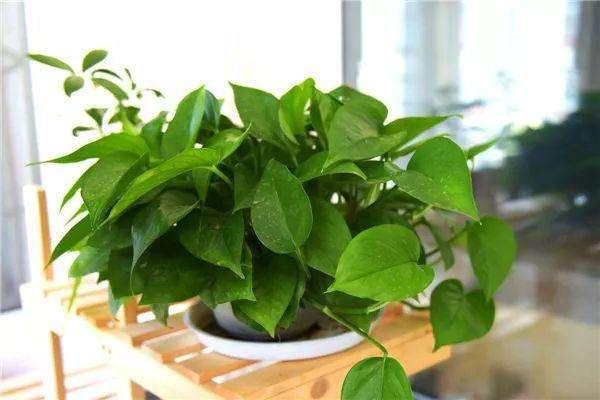 一年四季常绿比绿萝还好养,绿萝四季常绿是什么意思