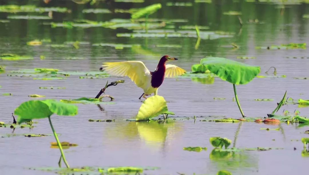 山东百强县2021年排名,山东2021百强县排名榜