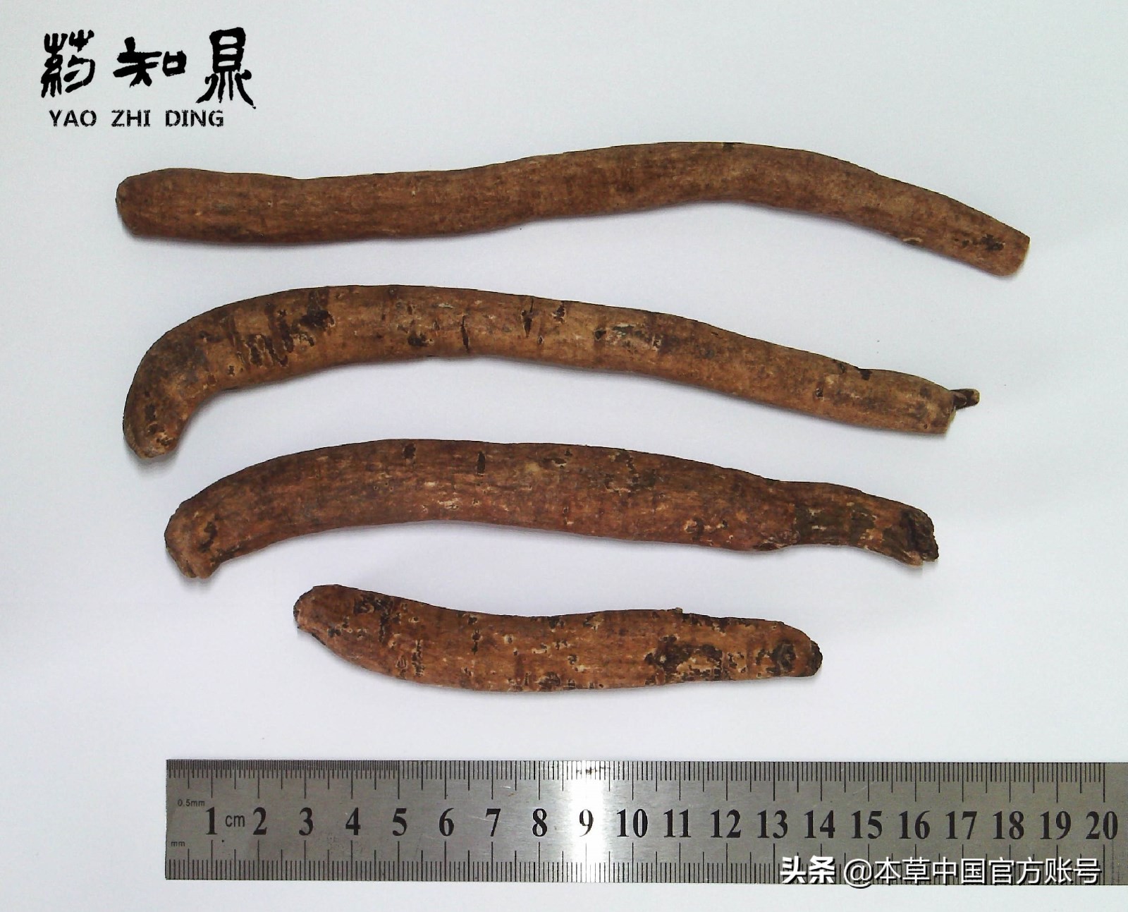 【本草百科·药知鼎——白芍】朵腴花硕，不止于美丽的外表