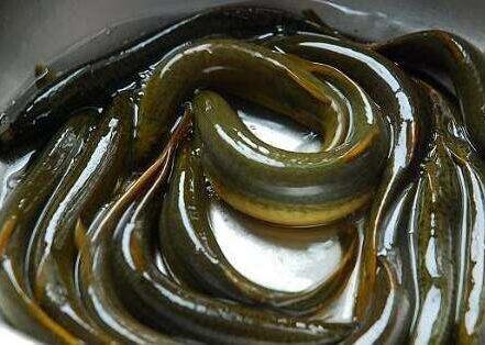 泥鳅养殖技术教学,华农园特大泥鳅养殖